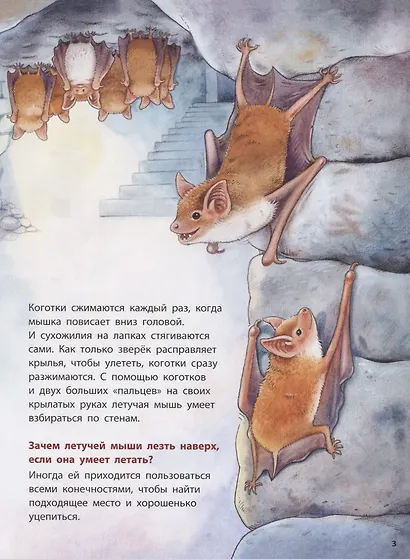 Куда летит летучая мышь? Познавательные истории - фото 2