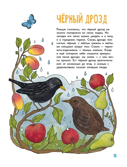 Птицы - фото 5