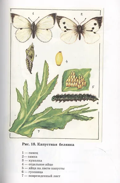 Удивительный мир бабочек - фото 6