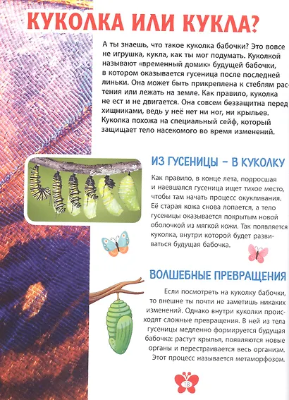 Бабочки. Детская энциклопедия - фото 5
