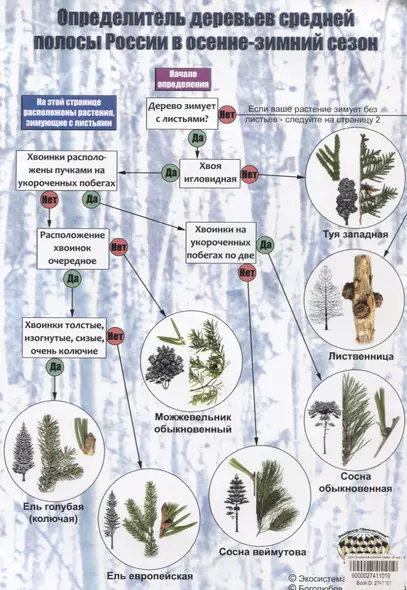 Определитель деревьев средней полосы России в осенне-зимний сезон - фото 1