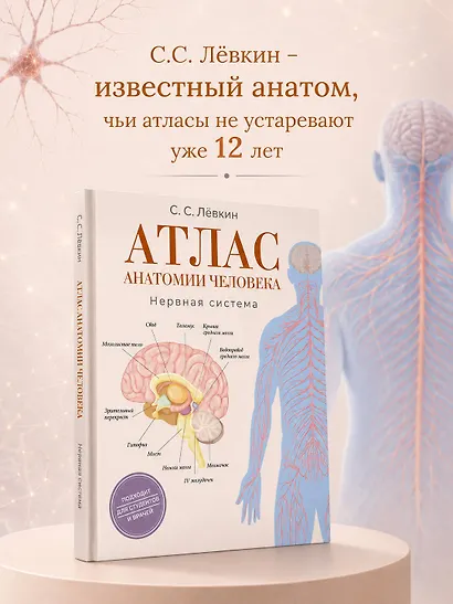 Атлас анатомии человека. Нервная система - фото 6