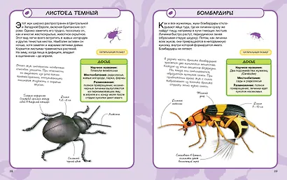 Насекомые - фото 8