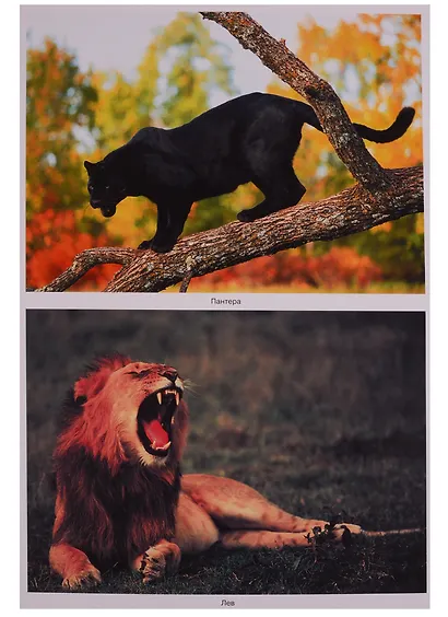 ФГОС Мир в картинках. Животные жарких стран. - фото 2