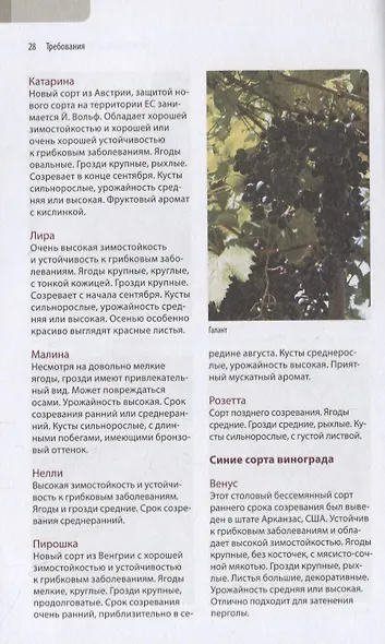 Садовый виноград. Иллюстрированное руководство - фото 7
