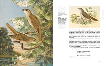 Восхитительные птицы - фото 4