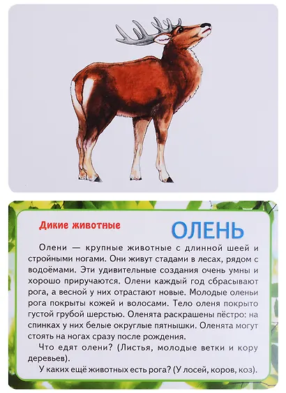 В мире животных - фото 2