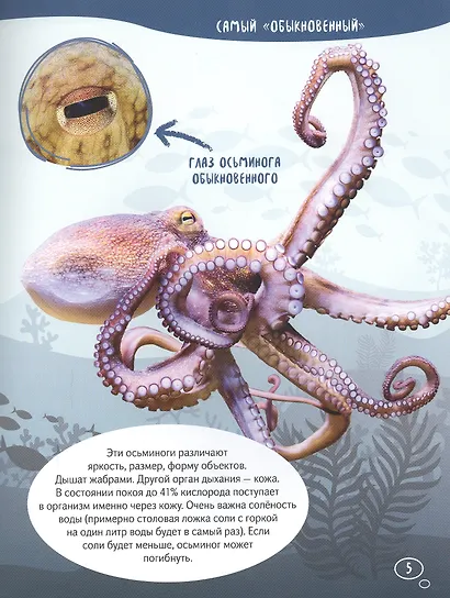 Осьминоги гигантские и крошечные - фото 2