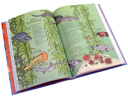 Анатомия океана. Занимательные детали жизни подводного мира - фото 7