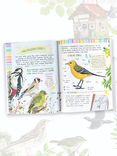 Птицы - фото 4