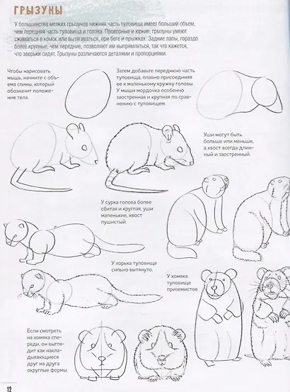Создаем наброски животных и птиц шаг за шагом: 50 проектов с подробными объяснениями и рисунками + чистые страницы для рисования - фото 2