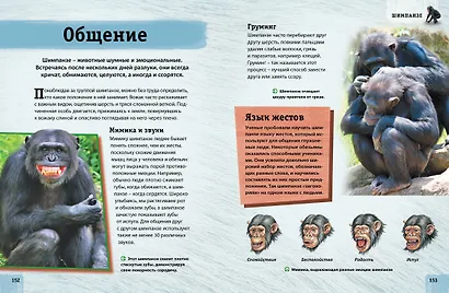 Энциклопедия животных. Взрослые и детёныши - фото 6