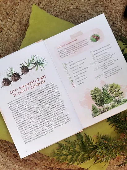 Деревья. Атлас-определитель - фото 11