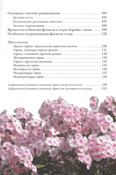 Флоксы метельчатые - фото 3