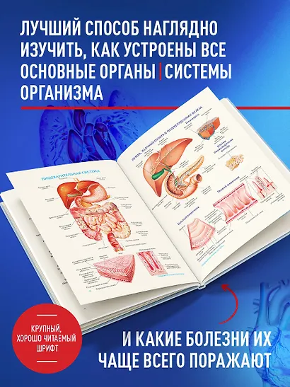 Анатомия человека. Популярный атлас. Самые подробные анатомические изображения - фото 6