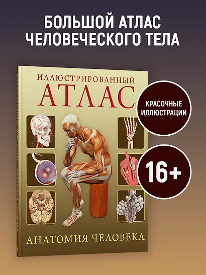 Иллюстрированный атлас. Анатомия человека - фото 4