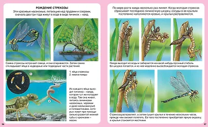 Жизнь леса - фото 5