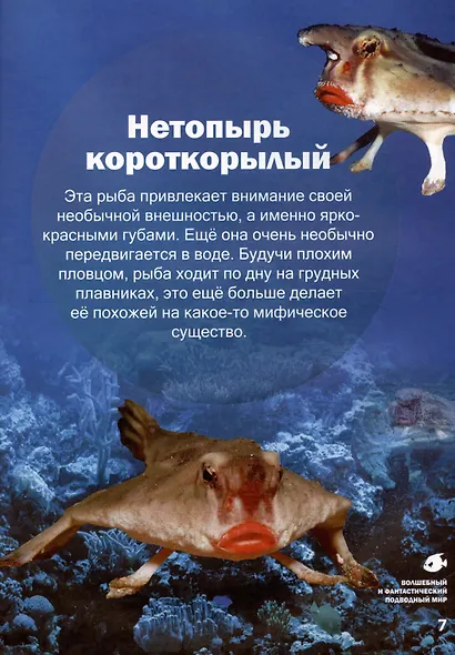 Волшебный и фантастический подводный мир - фото 4