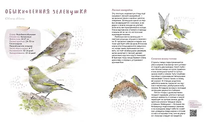 Птицы в городе. Где найти и как узнать - фото 6