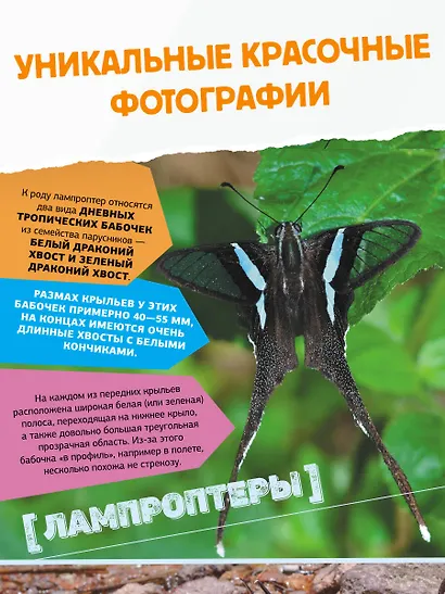 Большая энциклопедия о насекомых. 500 фотографий и фактов - фото 7