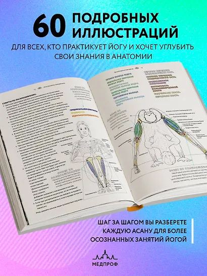 Анатомия йоги: атлас-раскраска. Визуальный гид по телу — от структуры к осознанной практике - фото 6