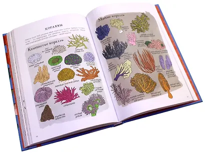 Анатомия океана. Занимательные детали жизни подводного мира - фото 10