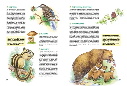 Природа России. Иллюстрированная энциклопедия - фото 12