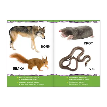 Животные леса для малышей - фото 2