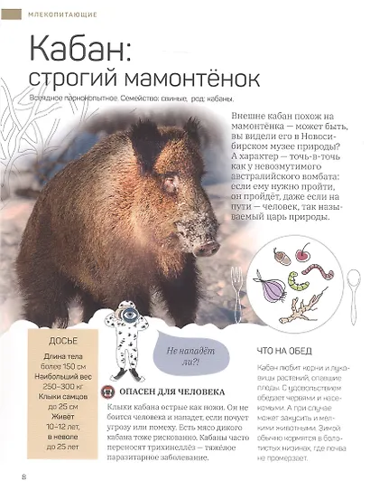 Дикие и симпатичные. 35 животных Новосибирской области, с которыми вам нужно познакомиться - фото 3