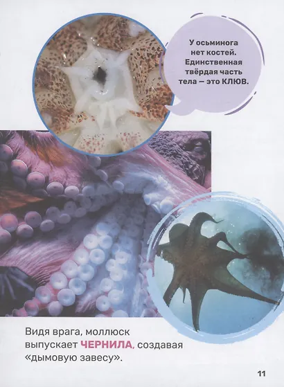 Подводный мир. Первая энциклопедия малыша - фото 7