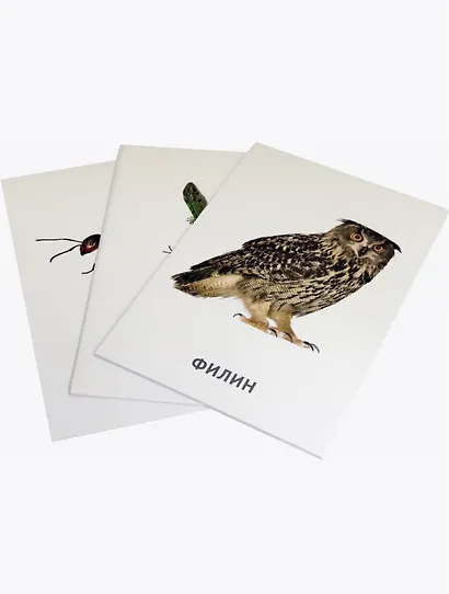 Животные. 40 дидактических карточек - фото 2