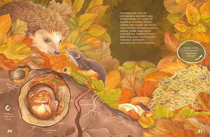 Секреты осеннего леса. Визуальная энциклопедия - фото 3