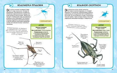 Насекомые - фото 7