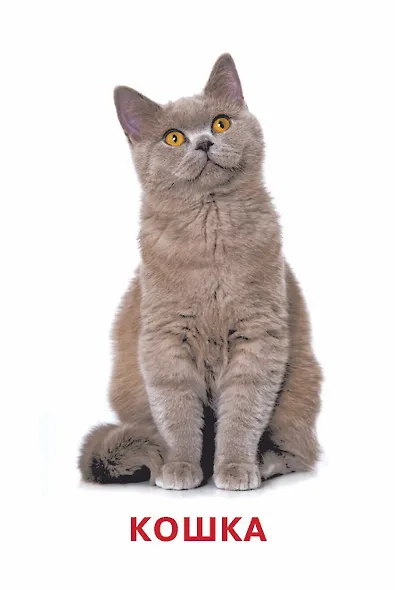 Развивающие карточки Домана. 0-3 лет - фото 11