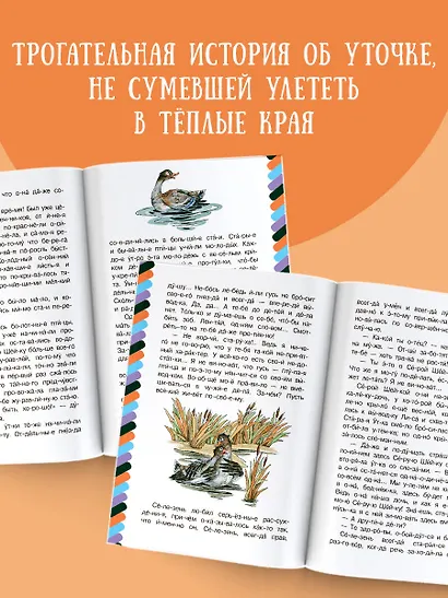 Серая Шейка - фото 5