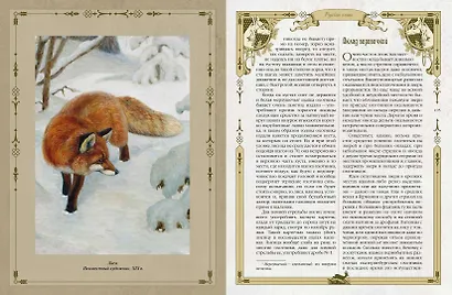 Русская охота - фото 14