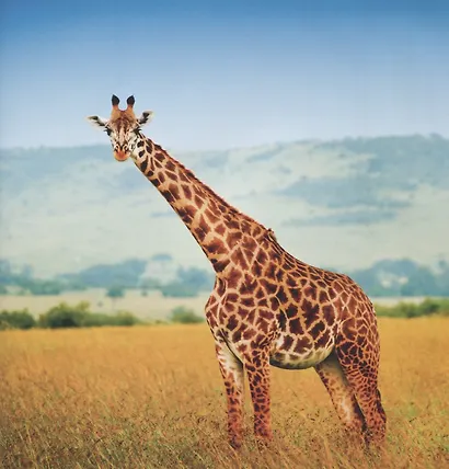 Необыкновенные приключения Пети в Африке (нов.) - фото 5