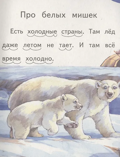 Про белых мишек. Что я видел? - фото 2