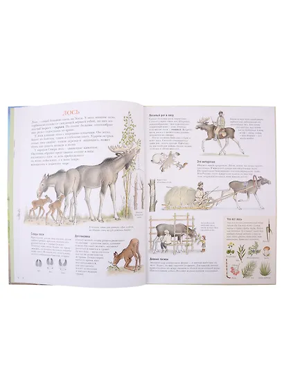 Следы - фото 5