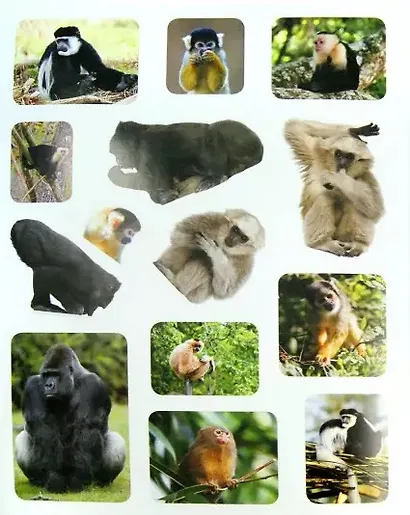 Проворные малыши.Обезьянки. Наклейки. Интересные факты. Карта зоопарка - фото 2