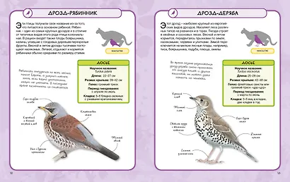 Птицы - фото 3