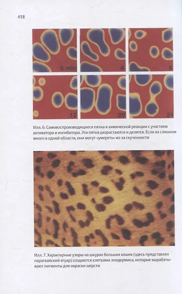 Закономерности в природе: самотканный ковер (в трех частях). Формы - фото 5