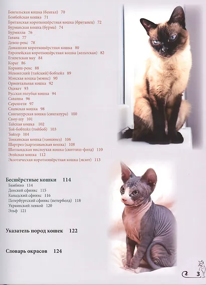 Энциклопедия о кошках - фото 3