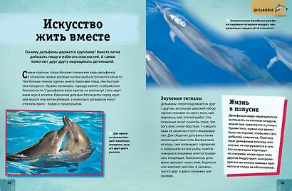 Энциклопедия животных. Взрослые и детёныши - фото 3