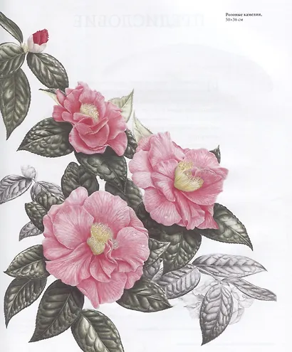 Ботаническая иллюстрация цветными карандашами. Пошаговое руководство - фото 4