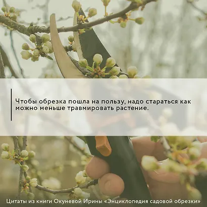 Энциклопедия садовой обрезки - фото 4