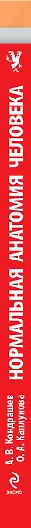 Нормальная анатомия человека - фото 4