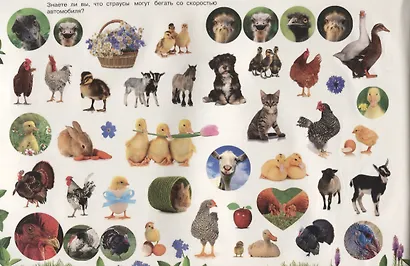 Домашние животные - фото 5