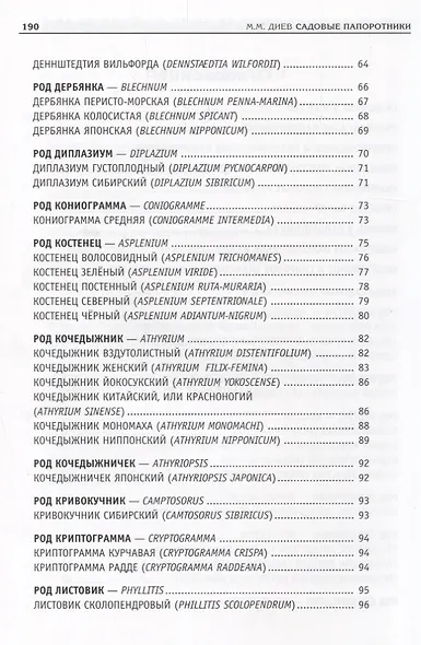 Садовые папоротники - фото 3