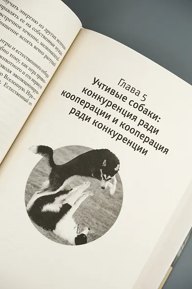 Царство игры - фото 11